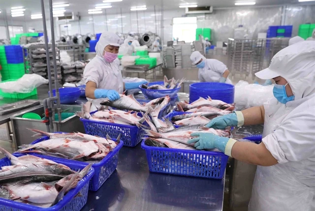 Pangasius exports in the first eight months of this year increased by 9% on year to 1.3 billion USD (Photo: VNA)