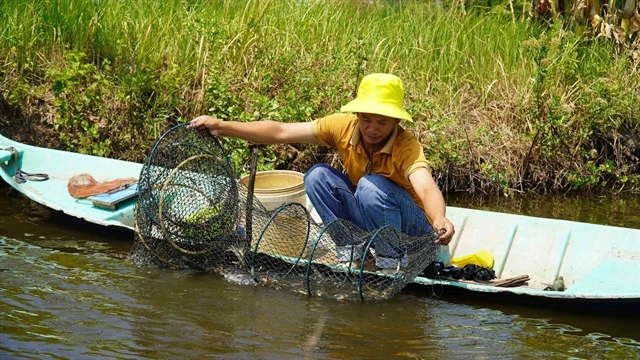 A farmer harvesting shrimp and crabs in the Mekong Delta province of Kien Giang. (Photo: VNA)