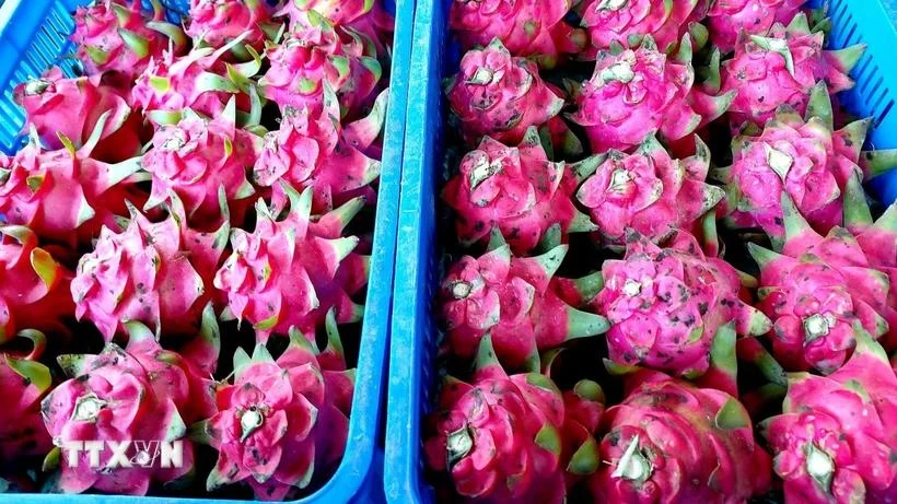  Vietnamese red-flesh dragon fruit. (Photo: VNA)