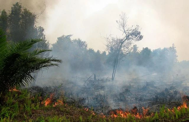 A forest fire in Palangkaraya, Central Kalimantan, Indonesia. (Photo: forestsnews.cifor.org)