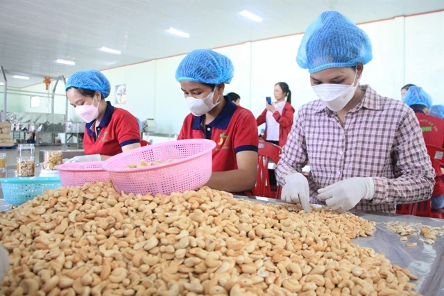 Processing cashews for export at a factory in Bình Phước Province. Việt Nam's cashew nut exports in the first eight months of 2024 reached 486,470 tonnes (Photo: VNA)