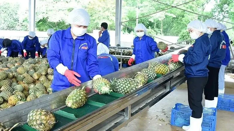 Processing pineapple for exports at the Dong Giao Foodstuff Export Joint Stock Company in the northern province of Ninh Binh. (Photo: VNA)