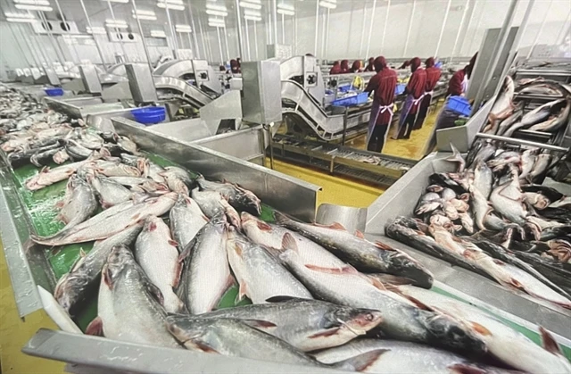 Workers classify raw pangasius for processing and export. (Photo: VNA)