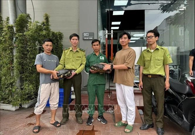 The toothed turtles are handed over to the centre (Photo: VNA)