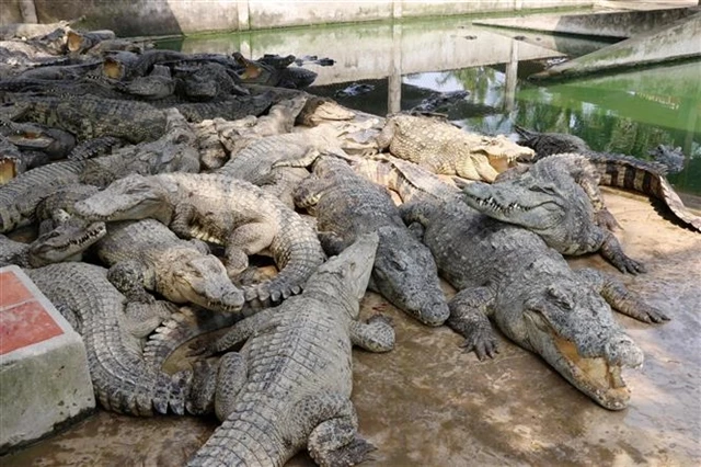 A crocodile farm in the Mekong Delta. (Photo: VNA) 