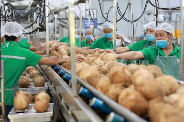 Processing fresh coconuts for export (Photo: VNA)