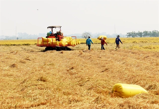 Farmers in the Mekong Delta province of An Giang harvest rice. (Photo: VNA) 