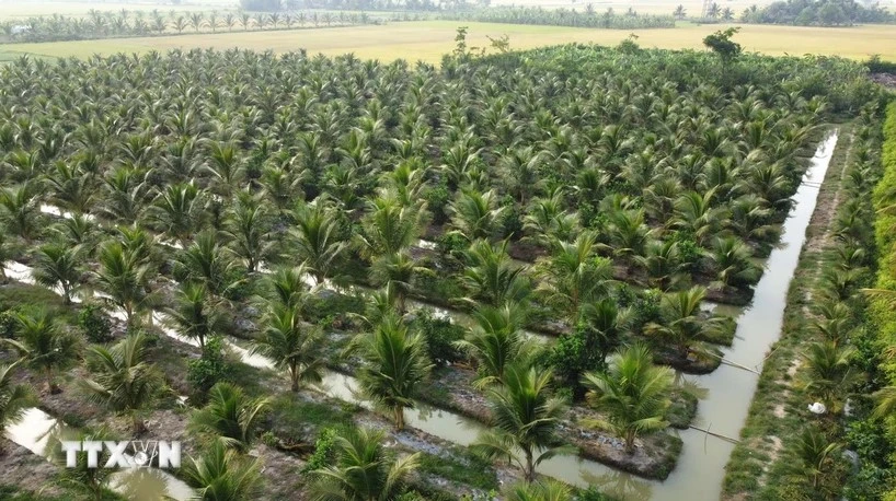 Coconut farming area in Chau Thanh district of Tra Vinh province. (Photo: VNA)