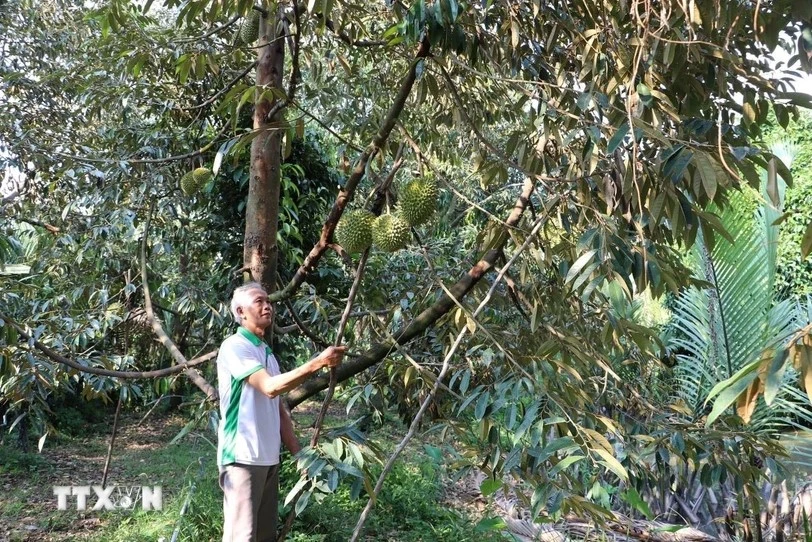 A farmer harvests durian in Long Tien commune, Cai Lay district, Tien Giang province.(Photo: VNA)