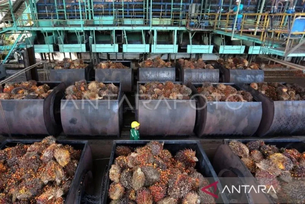 Fresh oil palm fruit bunches waiting to be processed into crude palm oil at a palm oil mill in West Aceh, Aceh, on July 21, 2023. (Photo: VNA)