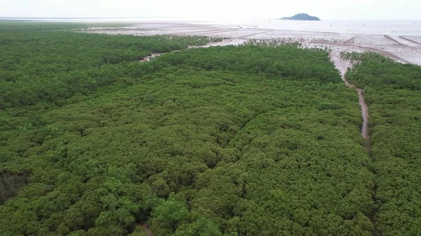 The development of forests and ecosystems will help enhance greenhouse gas absorption (Photo: VietnamPlus)