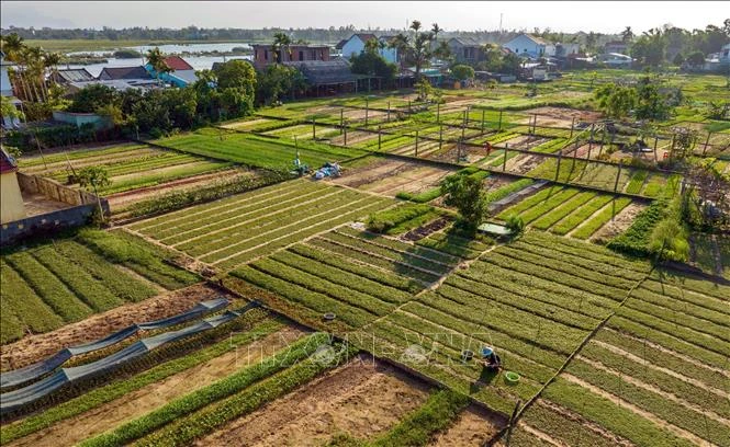 Tra Que vegetable village (Photo: VNA)