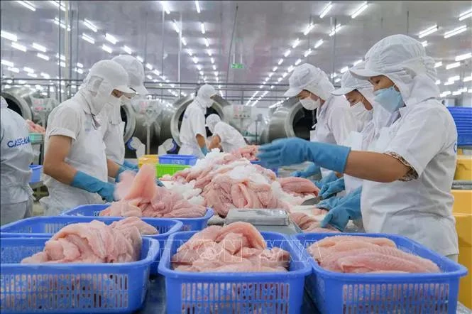 Tra fish processing (Photo: VNA)