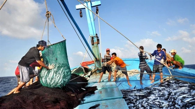 According to the sub-department of fisheries, coastal provinces and cities have deployed the eCDT system at 80 fishing ports and fish boarding points. (Photo navifeed.vn)