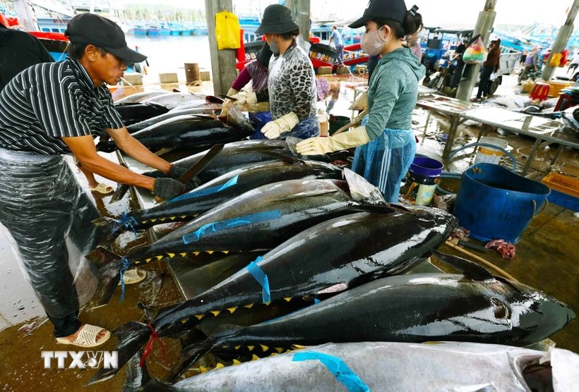 Workers process tuna. (Photo VNA)