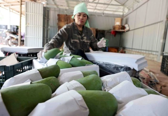 Packaging Son La's Yen Chau mangoes for export to China. The virtual booth on Chinese e-commerce platforms and social media will allow Vietnamese suppliers to sell directly to Chinese consumers. (Photo: VNA)