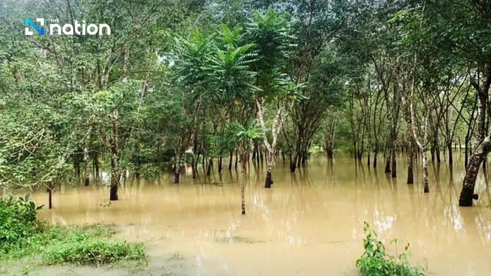 Heavy flooding in Thailand's Songkhla, Satun, Pattani, Yala and Narathiwat damages more than 5 million rai (800,000 hectares) of rubber plantations (Photo: nationthailand.com)