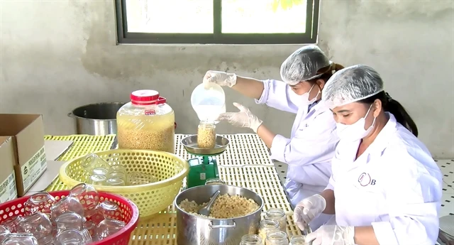 Workers of Phu Lai Agricultural Cooperative in Yen Thuy district, Hoa Binh province prepare pickled pearl onions for export to the UK. (Photos courtesy of the Culture, Sports and Communication Centre of Yen Thuy district)