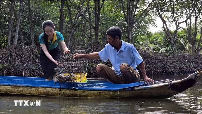 A tourist catches crabs when visiting a community-based tourist site in Dat Mui commune, Ngoc Hien district, Ca Mau province. (Photo: VNA)