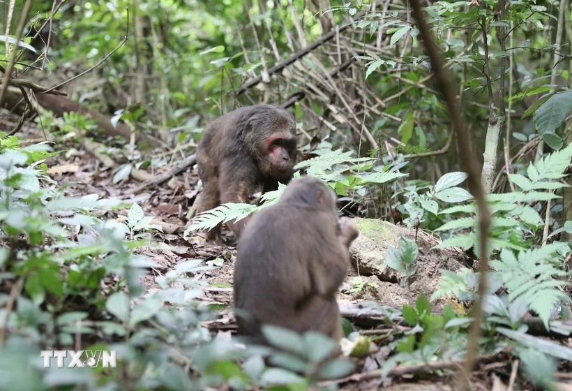 Two stump-tailed macaques (Macaca arctoides) released into Pu Huong Nature Reserve (Photo: VNA)