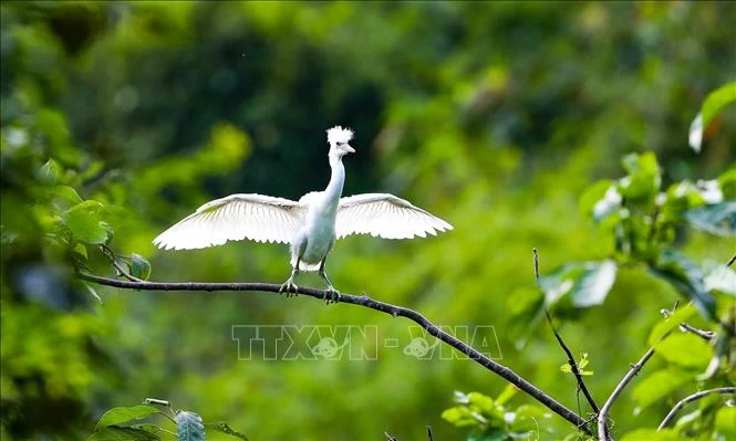 Vietnam es reconocido como uno de los países con la biodiversidad más rica del mundo. (Foto: VNA)