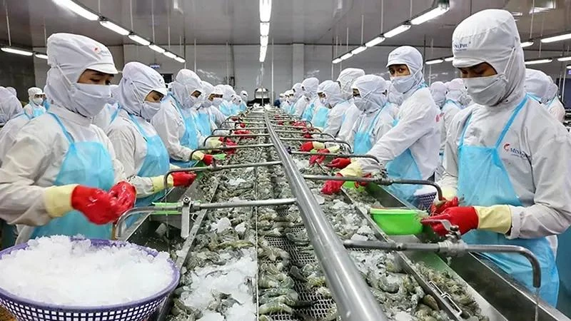 Procesamiento de camarones para las exportaciones (Foto: baoangiang.com)