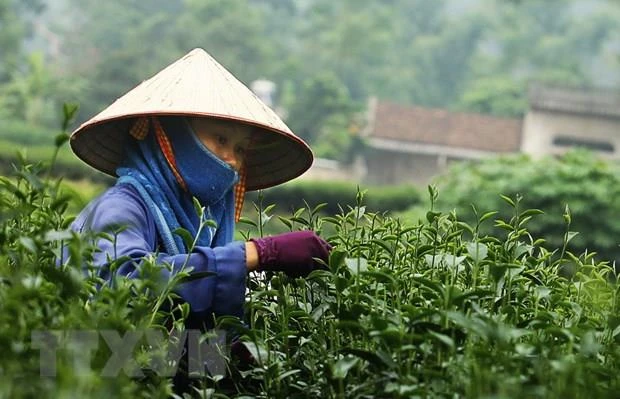 Cosecha de té. (Foto: VNA)