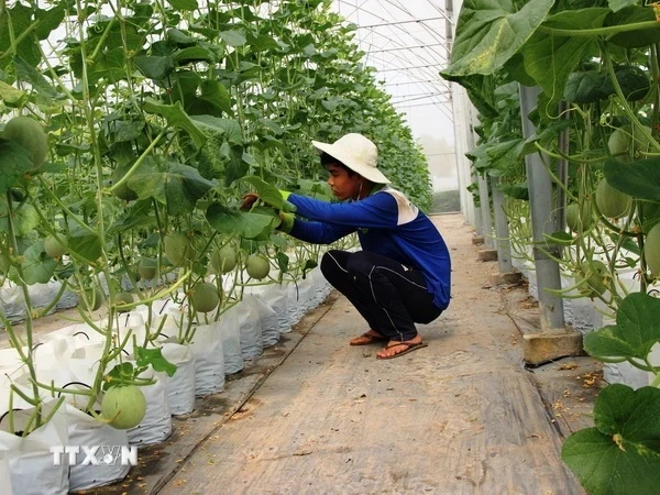 Cultivo de melones en una granja en Tay Ninh (Foto: VNA)