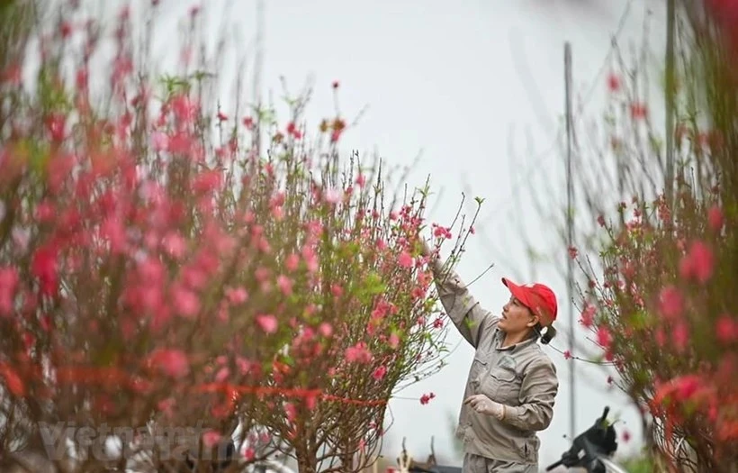 Si se aprueba el plan, los empleados públicos tendrán nueve días feriados consecutivos durante el Tet 2025 (Foto: VNA)