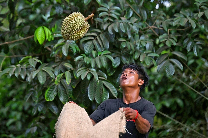 Un agriculteur attrape un durian à la ferme de durian BB Garden, dans la province de Chanthaburi, en Thaïlande. (Photo : VNA)