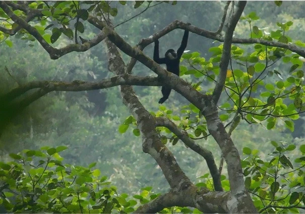 Un gibbon à joues blanches du nord (Photo : moitruong.net.vn)