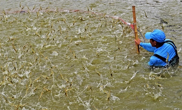 Élevage de crevettes dans la province de Cà Mau. Phôt : VNA