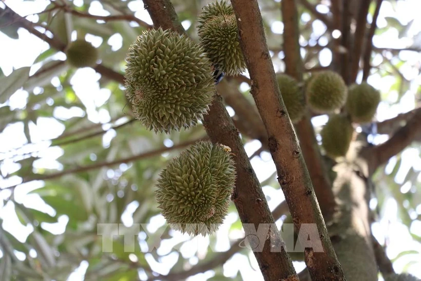 L'Indonésie cherche à augmenter ses exportations de durian vers la Chine à 8 milliards de dollars. (Photo d'illustration : VNA)