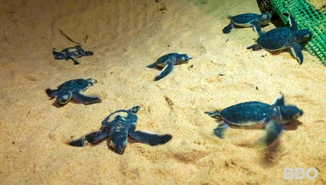 Les tortues marines font partie des espèces menacées répertoriées dans le Livre rouge (Source : baobinhdinh.vn)