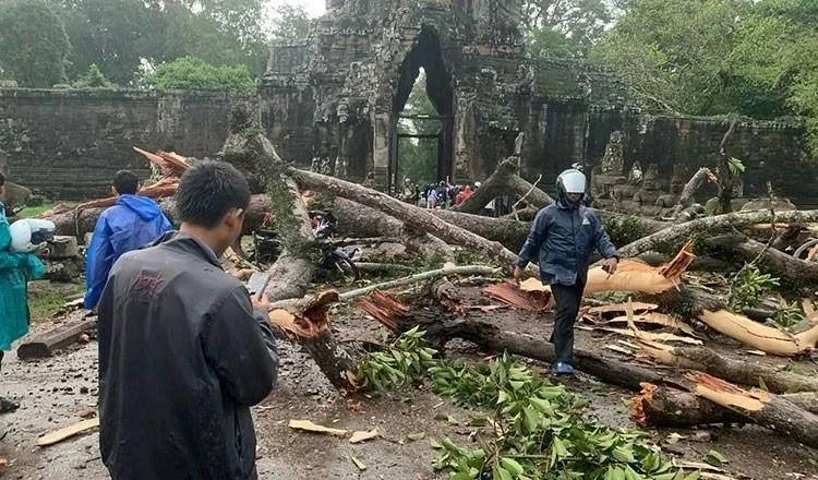 Une tempête de pluie renverse un arbre centenaire dans le parc archéologique d'Angkor, dans la province de Siem Reap, au nord-ouest du Cambodge, le 23 juillet. (Photo : Khmer Times)