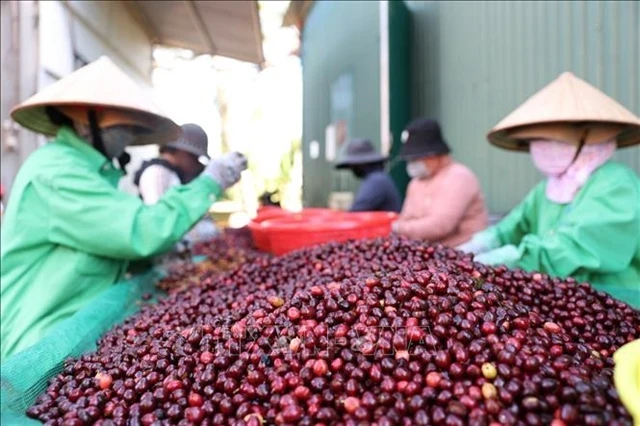 Les producteurs de café choisissent leurs grains de café pour les exporter dans la province de Đak Lak, sur les hauts plateaux du centre. (Photo : VNA)