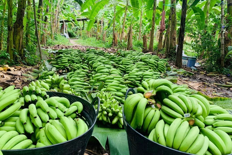 Bananes dorées, ou kluay hom thong, récoltées dans une plantation du district de Bang Kaew, dans la province de Phatthalung, et prêtes à être commercialisées. (Photo : compte Facebook Golden Bananas Phatthalung)