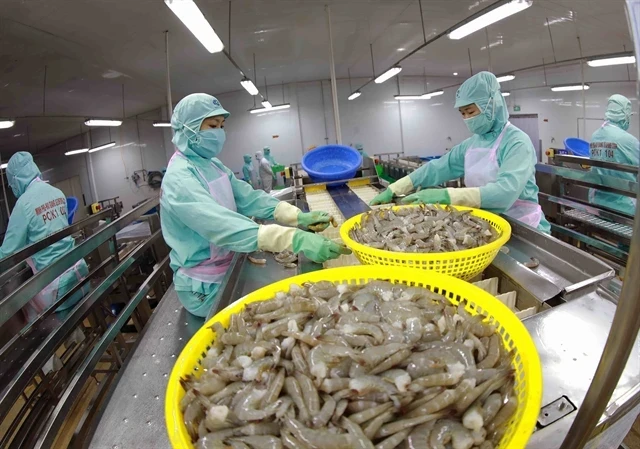 Chaîne de transformation de crevettes à l'usine de Minh Phu Seafood Corporation (Photo : VNA)