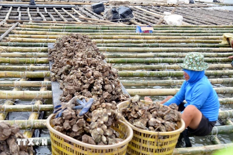 遭受第三后台风破坏后，广安县级市农民加固水产养殖木筏，恢复养殖活动。图自越通社