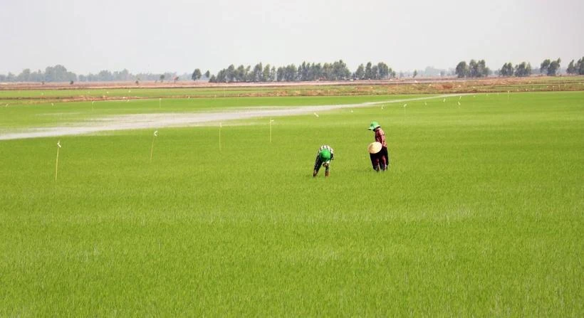 朔庄省扩大百万公顷优质水稻种植项目试点实施范围。图自越通社