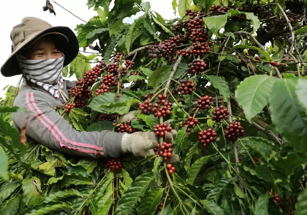 越南四个试点省份的符合EUDR的森林和咖啡种植区数据库系统。