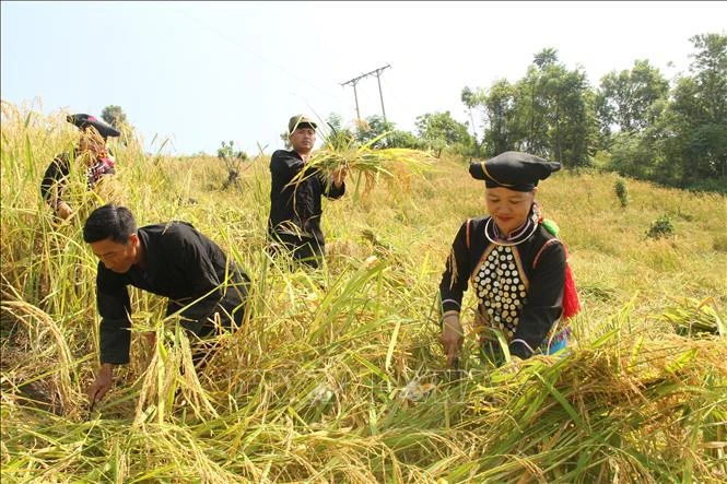 Les femmes de l'ethnie Si La, district de Muong Te, province de Lai Chau (Nord), est ravie de récolter du riz. Photo: VNA