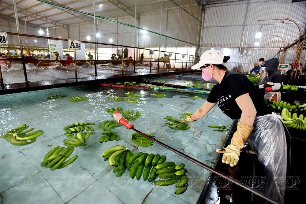 Laver des bananes. Photo: VI