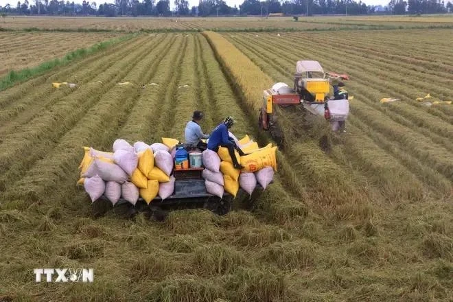 L’excédent commercial du secteur agricole de 16,5 milliards de dollarsen onze mois. Photo: VNA