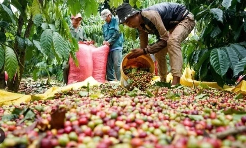 越南继续成为欧盟最大的胡椒供应国。图自越通社
