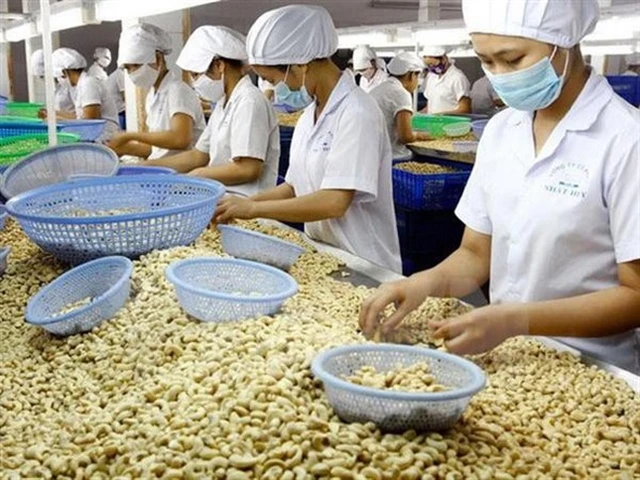 A cashew nut processing line. (Photo tienphong.vn) 