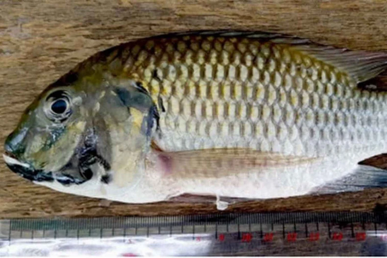 Blackchin tilapia. (Photo: Thai Department of Fisheries) 