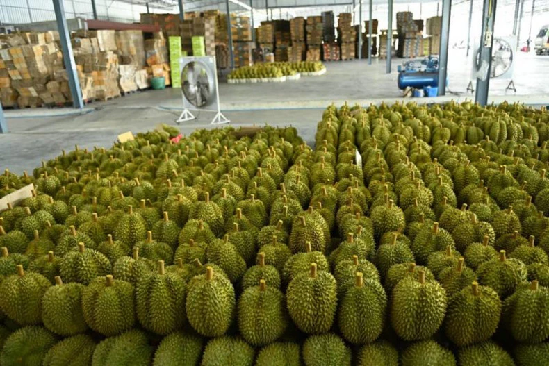 Fresh durians are sorted for exports. (Photo: Thai Commerce Ministry)