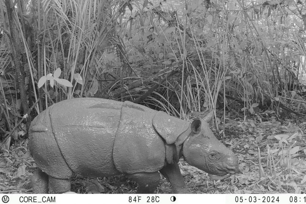 A new female Javan rhinoceros calf spotted at Ujung Kulon National Park (TNUK), Pandeglang, Banten. (Photo: Antara)