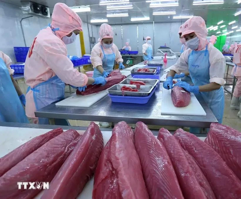 Processing tuna products for export. (Photo: VNA)